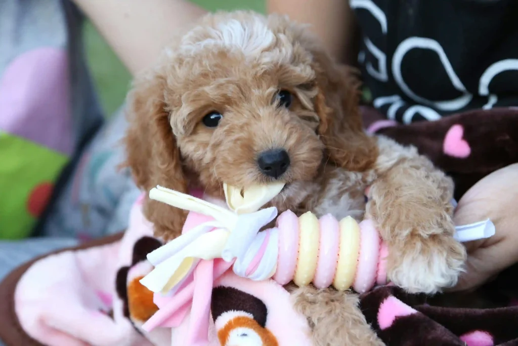 Puppy surrounded by safe teething toys