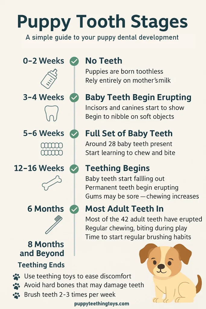No teeth to Adult teeth infographics by puppyteethingtoys.com