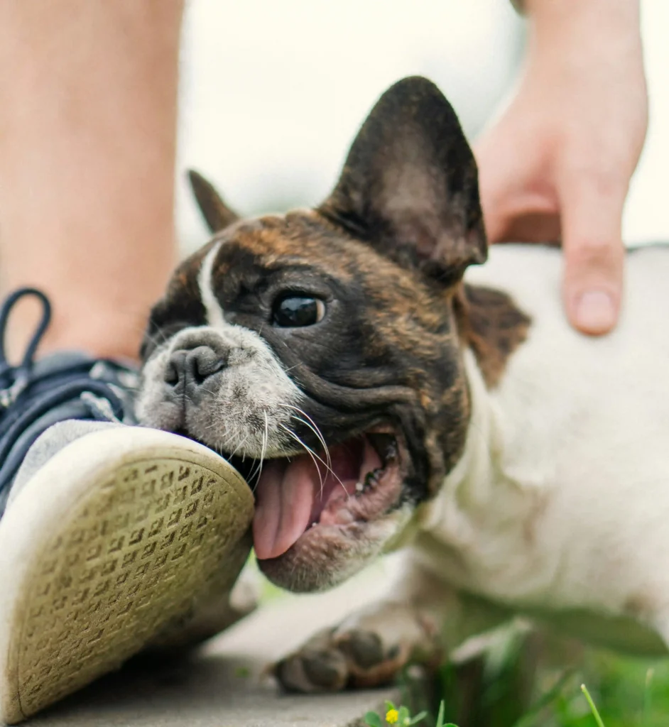 small and cute puppy biting a shoe