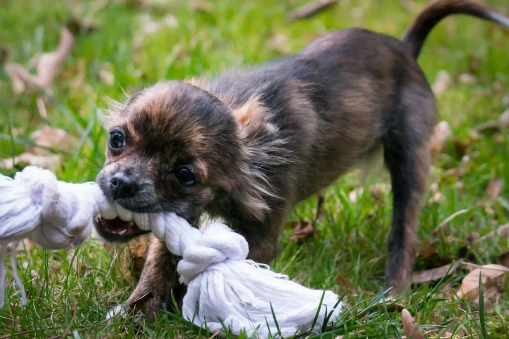 Medium-sized puppy using durable rope chew toy