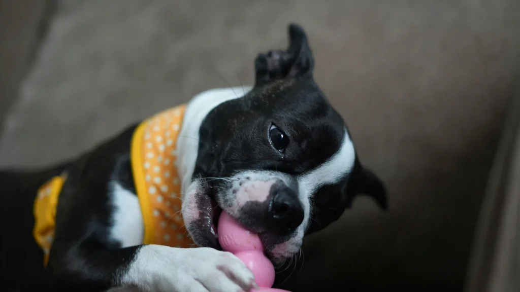 Puppy with full adult teeth playing with Kong toy
