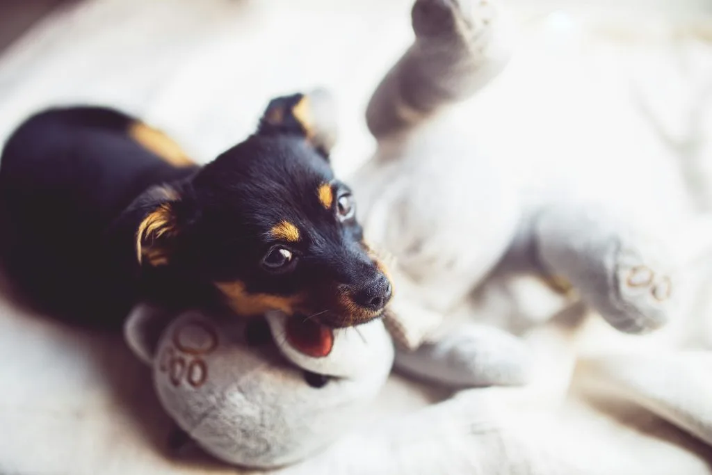 Young puppy with ultra-soft plush chew toy