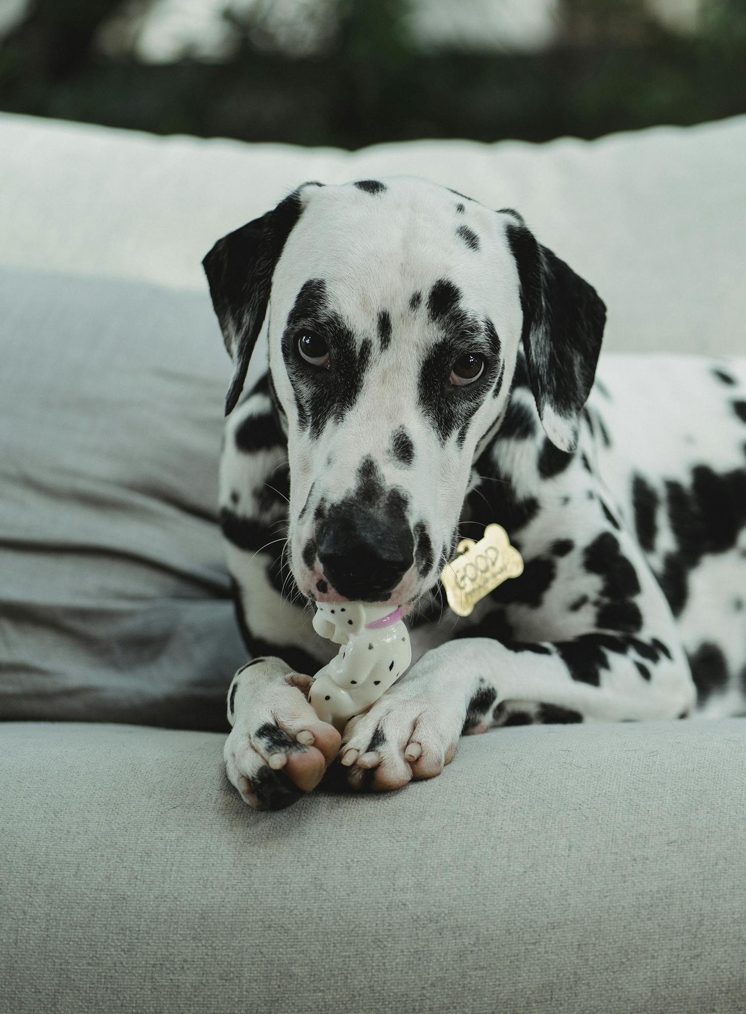 A playful Dalmatian dog with a spot pattern enjoys a chew toy indoors.