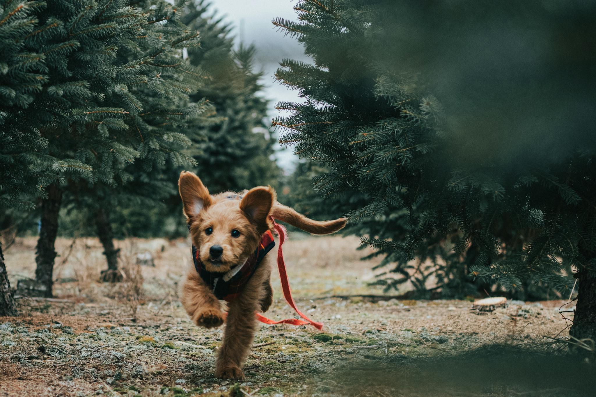 Cute Goldendoodle puppy joyfully running in an evergreen forest setting.