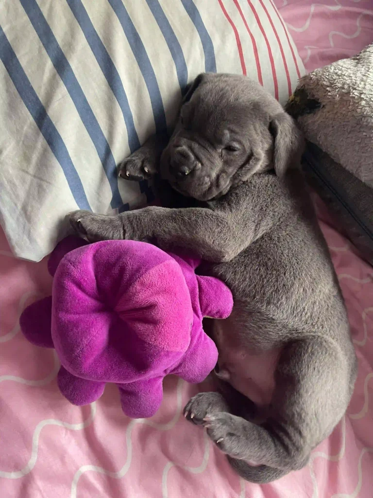 Puppy in calm situation trying to sleep with toy.