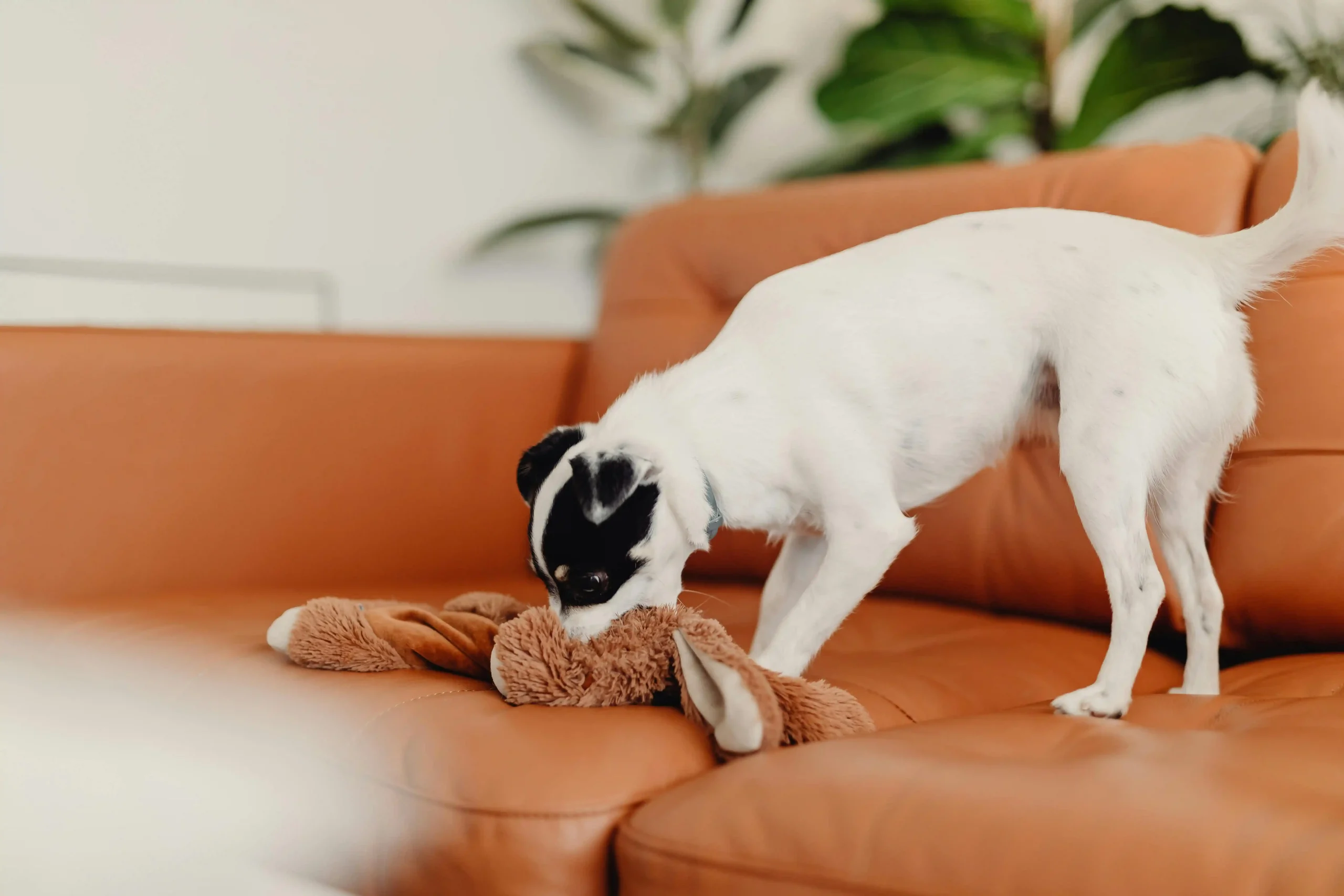 Small puppy chewing toy during teething stage