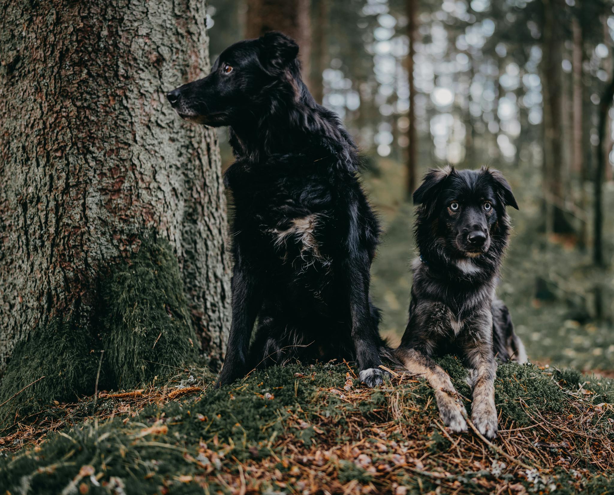 Two black dogs sitting on a forest floor next to a tree capturing natural serenity.