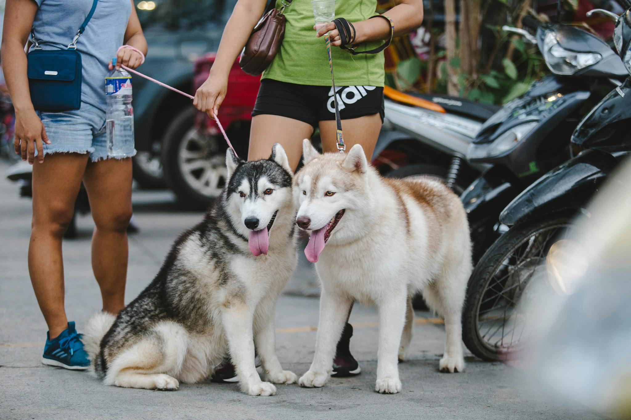 Two Siberian Huskies on leashes with owners in an urban environment, with motorcycles nearby.